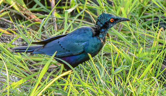 Greater blue eared starling