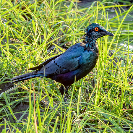 Greater blue eared starling