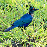 Greater blue eared starling