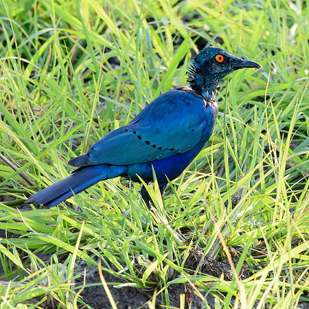 Greater blue eared starling