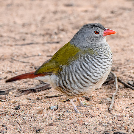 Green winged pytilia