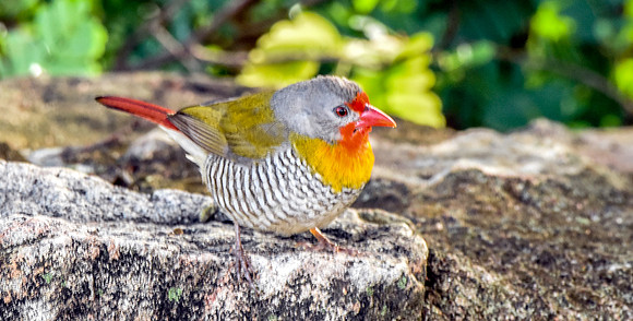 Green winged pytilia