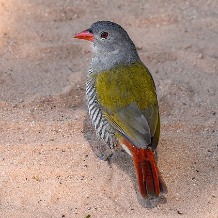 Green winged pytilia