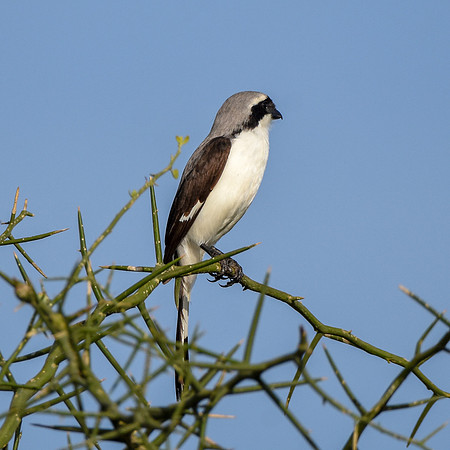 Grey backed fiscal shrike