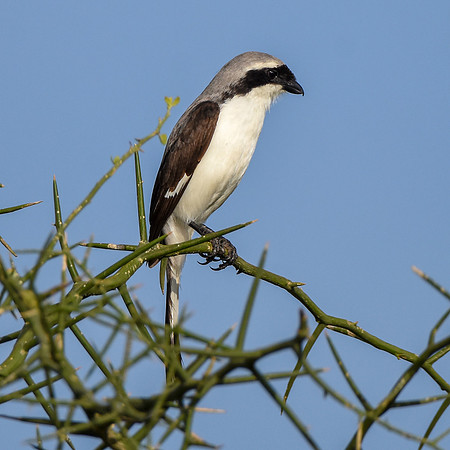 Grey backed fiscal shrike