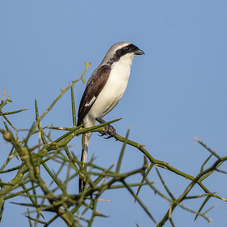 Grey backed fiscal shrike