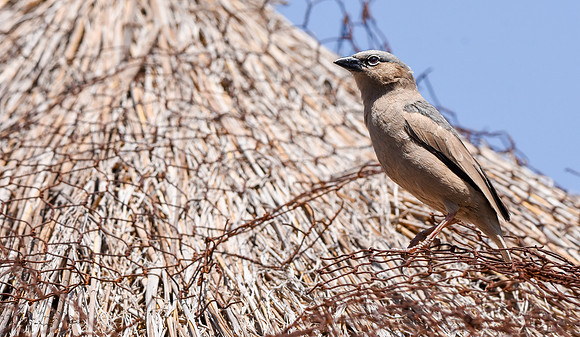 Grey capped social weaver