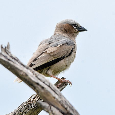 Grey capped social weaver