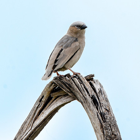 Grey capped social weaver