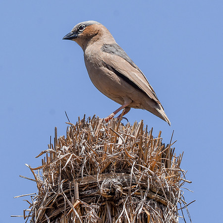 Grey capped social weaver