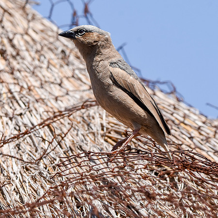 Grey capped social weaver