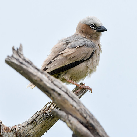 Grey capped social weaver