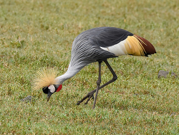 Grey crowned crane