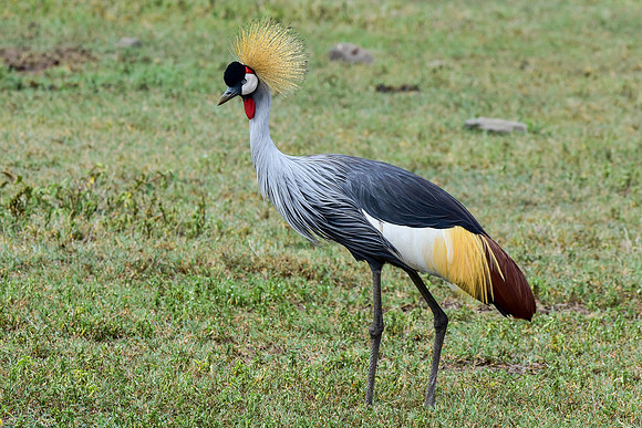 Grey crowned crane