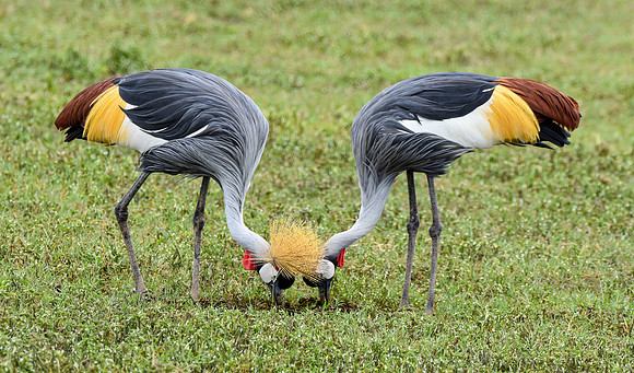 Grey crowned crane