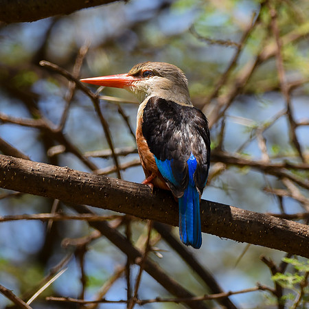 Grey headed kingfisher