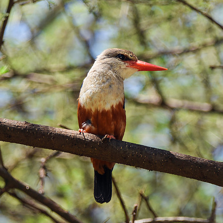 Grey headed kingfisher