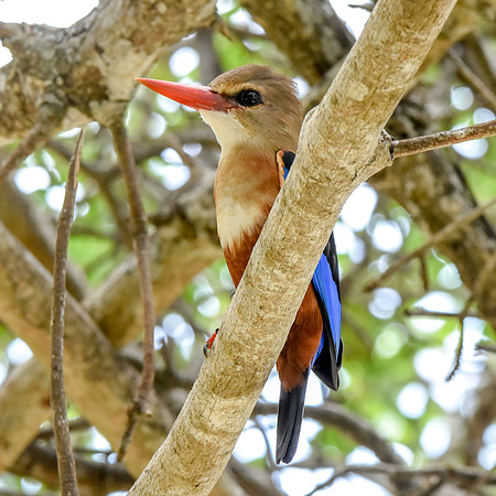 Grey headed kingfisher