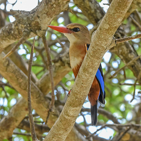 Grey headed kingfisher