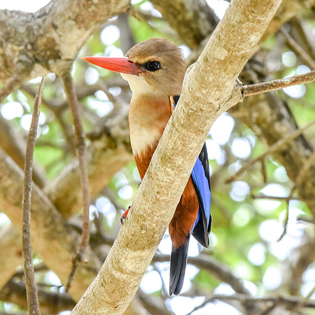 Grey headed kingfisher