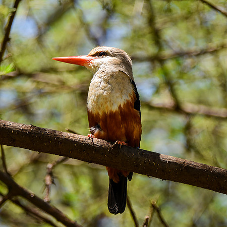 Grey headed kingfisher
