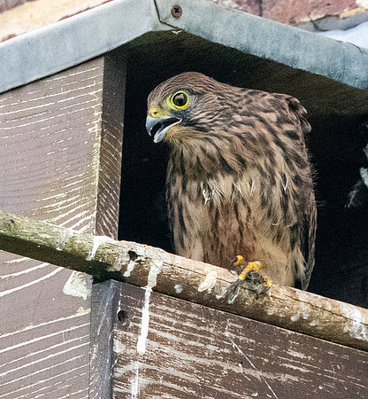 Common Eurasian kestrel juvenile