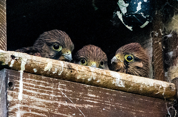 Common Eurasian kestrel juveniles