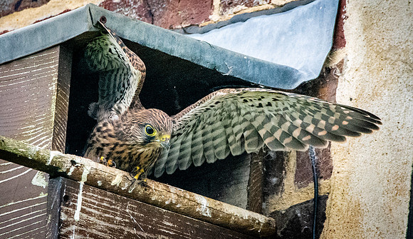 Common Eurasian kestrel juvenile