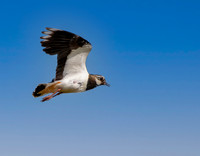 Northern Lapwing, flying