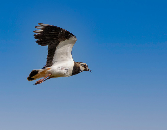 Northern Lapwing, flying