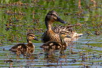 Mallard female with chicks