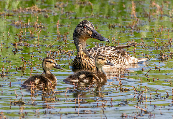 Mallard female with chicks
