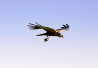 Marsh harrier, flying