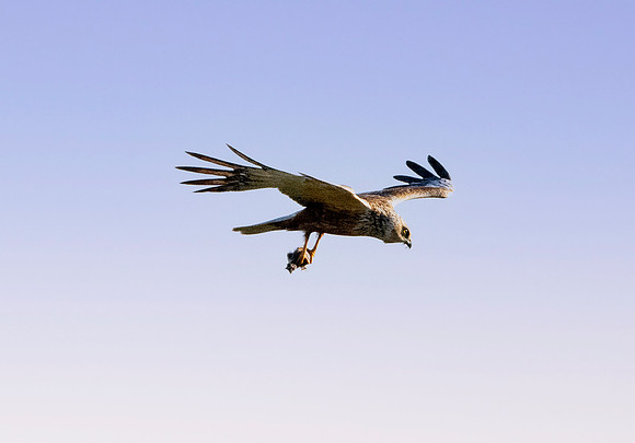 Marsh harrier, flying