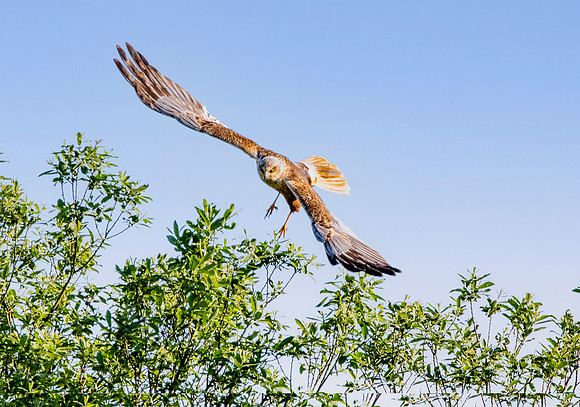 Marsh harrier, flying