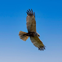 Marsh harrier, flying