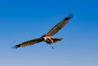 Marsh harrier, flying