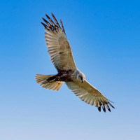 Marsh harrier, flying