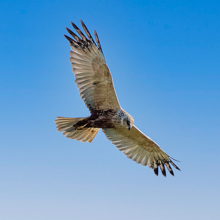 Marsh harrier, flying