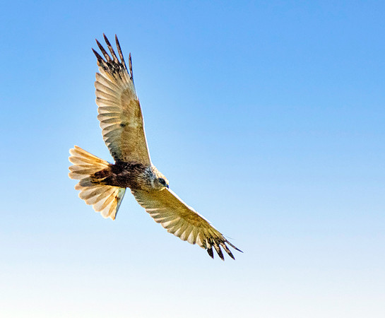 Marsh harrier, flying