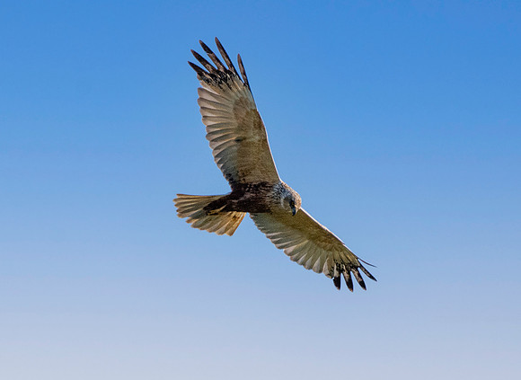 Marsh harrier, flying