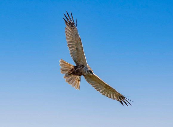 Marsh harrier, flying