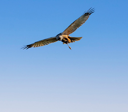 Marsh harrier, flying