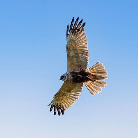 Marsh harrier, flying