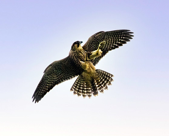 Peregrine falcon, flying