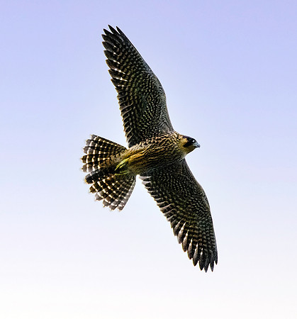 Peregrine falcon, flying