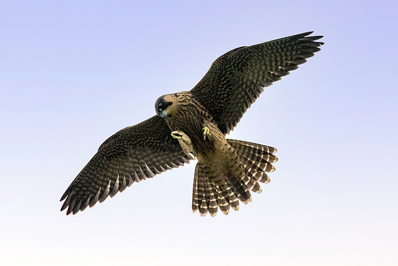 Peregrine falcons, flying
