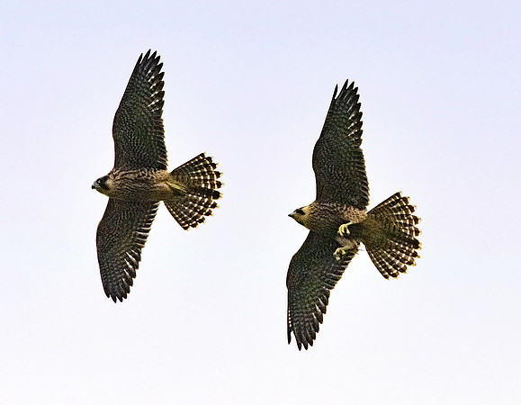 Peregrine falcons, flying