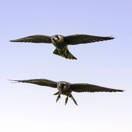 Peregrine falcons, flying
