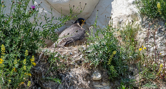 Peregrine falcon